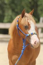His Royal Whizzness - American Paint Horse, Hengst, 1 Jahr, Fuchs (Chestnut)