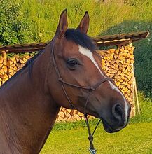 Spanier-Wallach zum Spasshaben in Doma Vaquera, Working Equitation, Trail