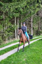 Herzenspferd sucht neue Familie