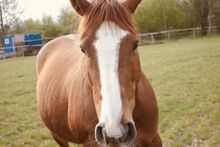 Tierschutzpferd Holly sucht Zuhause