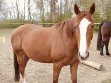 Tierschutzpferd Holly sucht Herzensmenschen