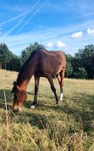 Holsteiner Jährling, Wallach von Million Dollar x Comme il faut, geboren am 25.04.2025