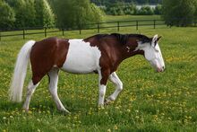Homozygote SW1 Quarter Horse Stute mit Top-Reining-Abstammung