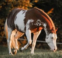Homozygoter Splash-White QH/PH Hengst mit erstklassiger Genetik