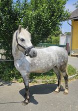 Ungarisches Reitpony