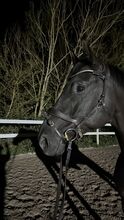 Trensenzaum Freedom II Magic Tack mit Slide&Lock Stübben Trensenzaum Freedom II Magic Tack mit Slide&Lock
