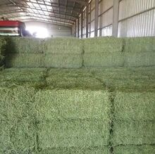 Horse quality Alfalfa, Timothy and Orchard grass Alfalfa hay