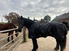 Pferd sucht Reiter-Reitbeteiligung