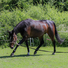 Horsemanship, Bodenarbeit Unterricht