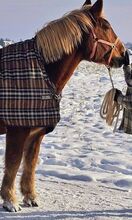 Horseware Winterdecke Rhino, 165 Horseware Rhino