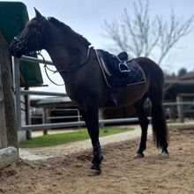 Hübscher 8-jähriger Cruzado Wallach zu verkaufen
