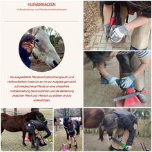 Hufbearbeitung Hufpflege Problempferde, Verladetraining, Pferdeverhalten