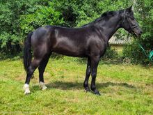 Hungarian warmblood - Mare