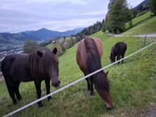 Islandpferd zu vergeben