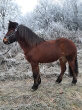 Islandstute, Top Freizeitpferd und Zuchtstute, 11 Jahre alt, deutsch gezogen !