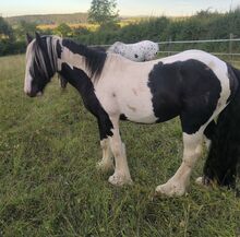 Irish Cob tricolour  Achatschecke