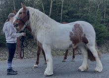 Irish Cob, Tinker, Zucht und klassische Dressur, Freizeit, Fahrsport