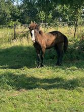 Isländer Hengst 7 Monate