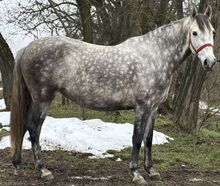 Imposing Andalusian half-breed mare