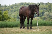 Incredibly Versatile 6 yo Black Friesian X QH Gelding