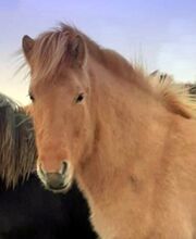 Angerittene Stute - toller Charakter, mit Fohlen an Bord