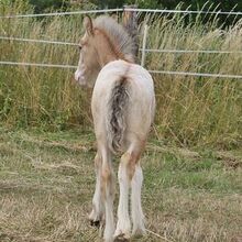 Irish Cob Bucksin Blanket Spotted 2 J.