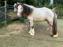 Irish Cob Bucksin Blanket Spotted 2 J.