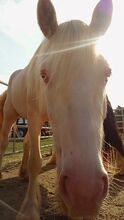 Irish Cob Cremello 4-jährig eingeritten