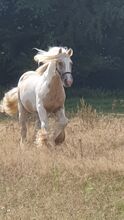 Irish Cob Tinker Hengst
