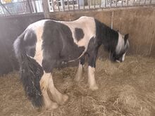 Irish Cob tricolour Jährling Hengstanwärter