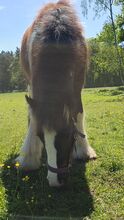 Irish Tinker / Cob , Absetzer mit besonder Farbe