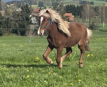 Isländer mit blauem Auge geboren 2021