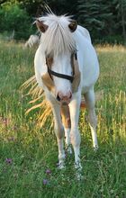 Isländer Jungstute in Braunfalb-Windfarb-Schecke günstig