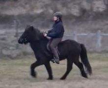 Isländerwallach, ehemaliges Kinderreitschulpferd