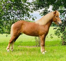 Isländer Stute, 12 jährig, 145cm, Fuchs mit Flocke, sucht neues zu Hause