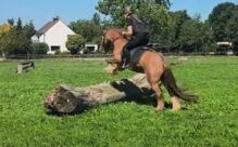 Reitbeteiligung