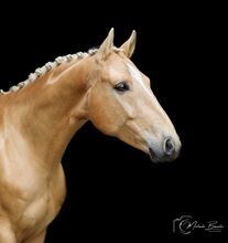 Horse photography 