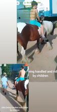 John- 14hh 4-year-old cob gelding
