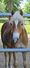 Junger Haflinger-Hengst sucht neues Zuhause