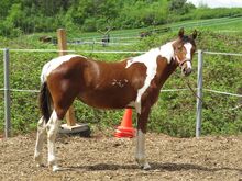 Junge Quarter Pony Stute mit vielversprechender Zukunft