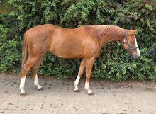 Reining-Nachwuchs mit Herz, Talent und Top-Abstammung