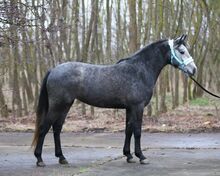 Springt Pony