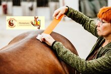 Juni 2024 Flexibles Taping an Pferd und Hund