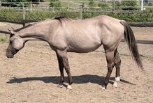 Junge Quarter Horse Nachwuchsstute mit außergewöhnlichem Charakter und Qualität