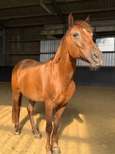 Liebes Pony abzugeben