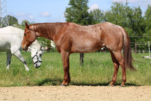 Liebevoller, red roan Quarter Horse Wallach