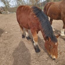 Kaltbluthengstfohlen