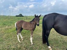 Typvoller Paint Horse Nachwuchs in Black Tobiano