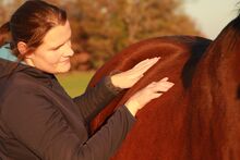 Kennenlern-Special Pferdephysiotherapie in Dresden und Umgebung
