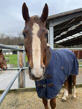 Kentucky Stalldecke 0g navy (135cm) Kentucky Horsewear Dünne Stalldecke 0g